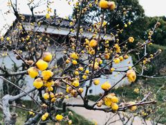 -无锡梅园公园