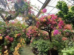 -呀路古热带植物园
