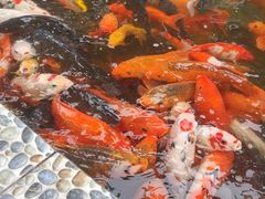 -南湖梦幻岛