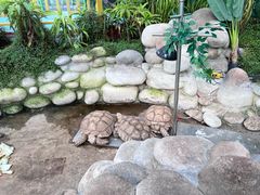 -南宫五洲植物乐园