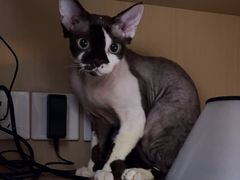 -瑞派康怡24h宠物医院·犬猫医疗中心·微创绝育(瑞景分院)