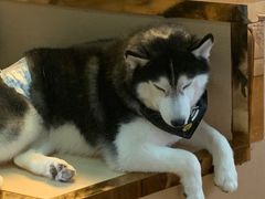 -Husky Go! 哈士奇体验馆·宠物咖啡厅狗咖