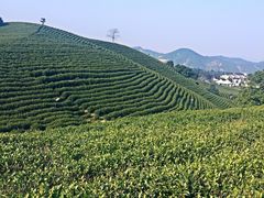 -帐篷客·溪龙茶谷度假酒店