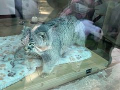 -青藏高原野生动物园