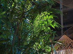 -大头椰·椰子鸡火锅(南宁万象城店)