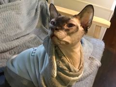 -李小姐の猫咖啡馆(五角场店)