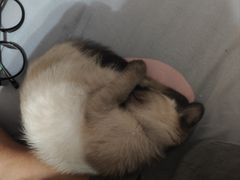 -艾贝尔宠物医院·24H转诊中心·肿瘤猫专科(江宁双龙店)