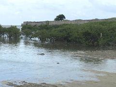 -红树林天天赶海