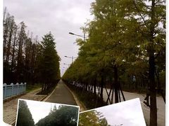 -上海长兴岛郊野公园