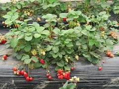 -胜丰草莓采摘园