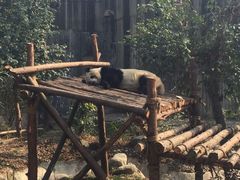 -成都大熊猫繁育研究基地