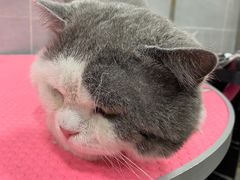 -宠福鑫康馨动物医院·骨科·眼科