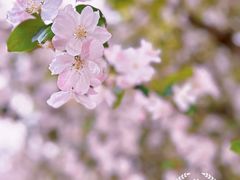 -海棠花溪(元大都城垣遗址公园)