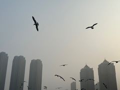 -星海广场