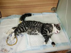 -达爱动物医院·犬猫分区·CT·复杂眼科(远洋山水分院)