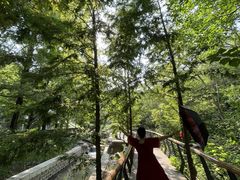 -白水寺森林公园