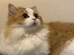 -Bastet sally猫舍购宠(静安店)