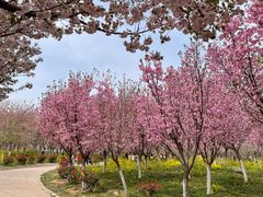 -古柏渡丰乐樱花园