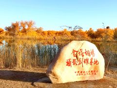 -金塔沙漠胡杨林景区