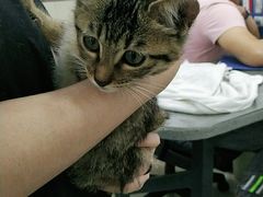 -安安宠物医院(情缘分院)