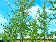 -龙华素斋(龙华路店)