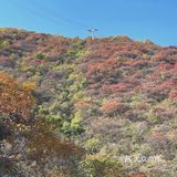 🍁赏红叶啦！