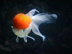 -苏州海洋馆