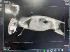 -瑞派·关忠动物医院·异宠专科·犬猫肿瘤·皮肤专科(望京店)