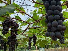 -海堤葡萄园中小学生研学基地