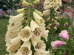 -深圳国际园林花卉博览园