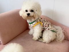 -翊宠yipet猫狗购宠庄园犬舍•猫舍