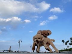 -东港音乐喷泉广场