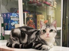 -Bastet sally猫舍购宠(静安店)