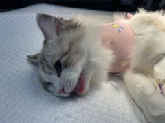 -达爱动物医院·犬猫分区·CT·复杂眼科(远洋山水分院)