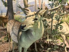 -陕西自然博物馆