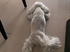 -FAELING PETS美天灵宠物(合生汇店)