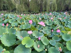 -莲花池公园
