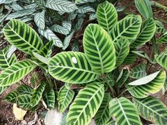 -南山植物园