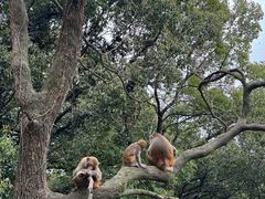 -苏州上方山国家森林公园