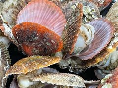 彩虹贝-老虎滩大连海鲜烧烤(建邺云锦路总店)