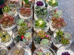 -双季花艺园艺市场(浦东店)