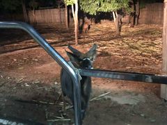 -清迈夜间动物园