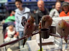 -哈尔滨道外花鸟鱼市场