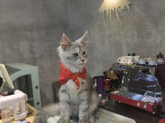 -十年猫舍·猫咪专门店(普陀店)
