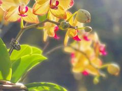 -深圳仙湖植物园