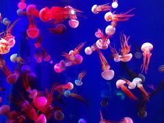 -成都浩海立方海洋公园