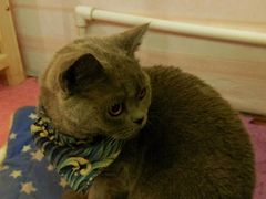 -猫小院猫主题咖啡厅(北锣店)