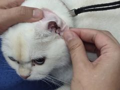 -瑞派动物医院·猫专科·至诚(江南中分院)