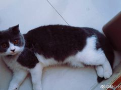 -名猫咖啡馆·撸猫·拼豆