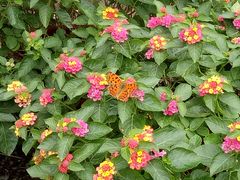 -龙大花卉苗木市场